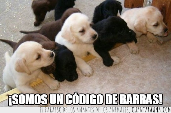codigo de barras,negro,blanco,ordenador,cachorros,perro